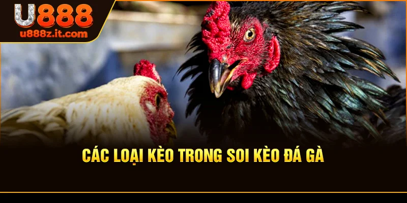 Các Loại Kèo Trong Soi kèo đá gà
