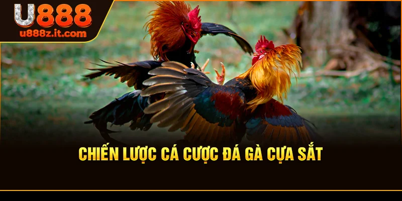 Chiến Lược Cá Cược Đá Gà Cựa Sắt