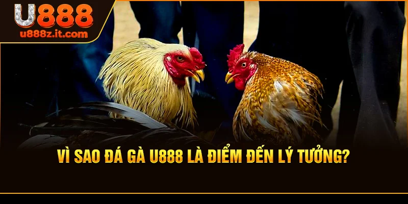 Vì Sao Đá gà U888 Là Điểm Đến Lý Tưởng?