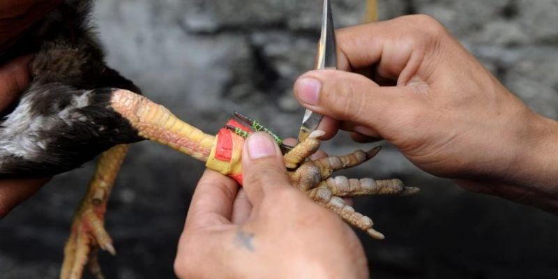 Sức Hấp Dẫn Khó Cưỡng Của Thể Loại Đá Gà Cựa Dao