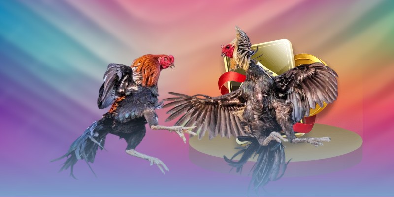 Chiến Thuật Và Kinh Nghiệm Đặt Cược Đá Gà Thomo Hiệu Quả