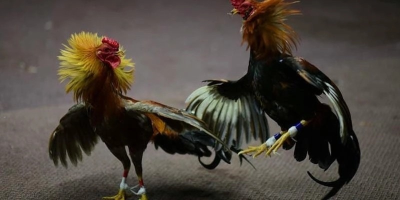 Đá Gà Thomo – Đỉnh Cao Giải Trí Và Nghệ Thuật Chọi Gà Tại U888